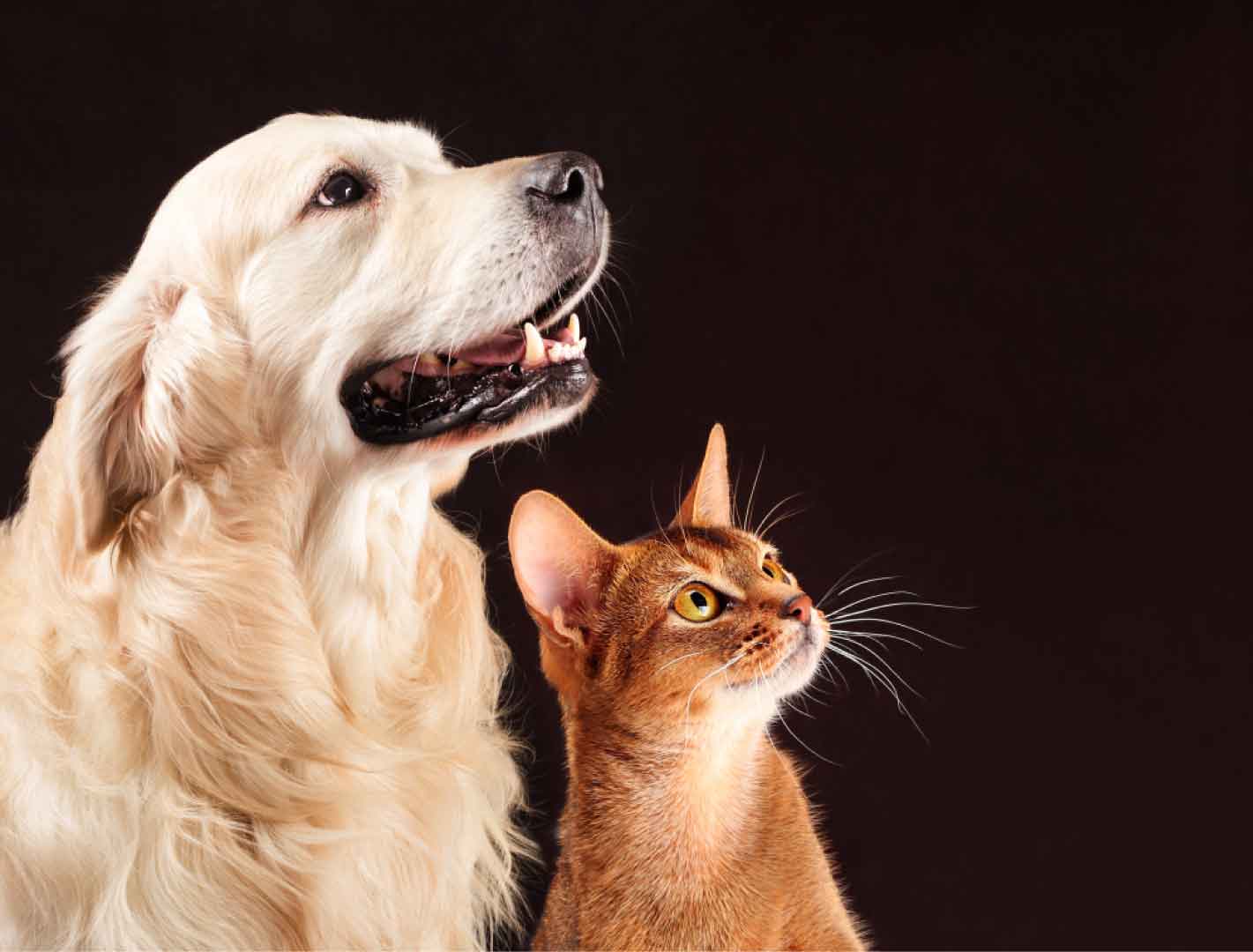 dog&cat